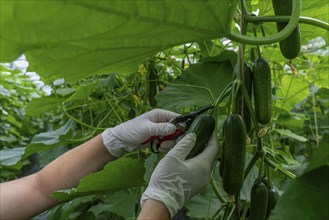 Cultivation of mini cucumbers, snack cucumbers, in a greenhouse, near Straelen, North