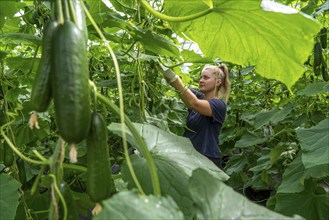 Cultivation of mini cucumbers, snack cucumbers, in a greenhouse, near Straelen, North