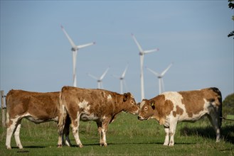 Cows on a pasture, wind farm near Bad Wünneberg, East Westphalia Lippe, North Rhine-Westphalia,