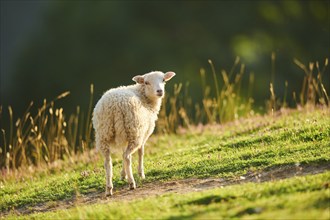 Domestic sheeps (Ovis aries) standing on a meadow in the mountains in tirol, Kitzbühel, Wildpark