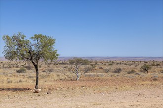 Barren desert plain with single trees in front of a far horizon, Namibia, Africa