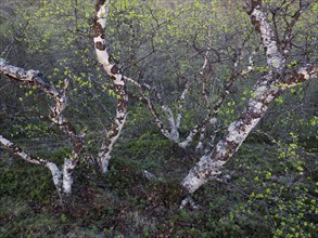 Hairy Birch (Betula pubescens), very old, stunted trees growing upon a hillside, covered in lichen,