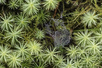 Dew-covered spider's web between common wither moss (Polytrichum commune), Emsland, Lower Saxony,