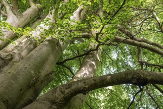 Multi-trunked old beech tree, Humlebæk, Nivå Bugt, Hovedstaden, Øresund coast, Denmark, Europe