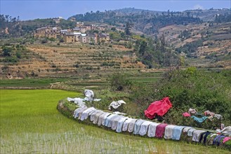 Laundry drying on dike of terraced rice field in Betsileo rural village in the Ambositra District,