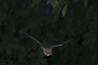 Common pipistrelle (Pipistrellus pipistrellus) hunting insects in front of deciduous forest,