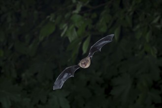 Common pipistrelle (Pipistrellus pipistrellus) hunting insects in front of deciduous forest,