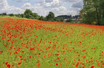 Field with flowering poppies (Papaver rhoeas), Franconia, Bavaria, Germany, Europe