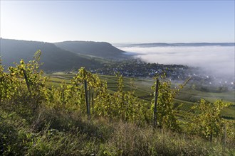 Morning view of misty vineyards in the valley, surrounded by rolling hills and a clear blue sky,