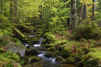 Stream in autumn, Kleine Ohe, Bavarian Forest National Park, Bavaria, Germany, Europe