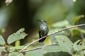 Green-crowned brilliant (Heliodoxa jacula), adult female sitting on a branch, Monteverde Cloud