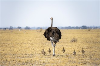 Common ostrich (Struthio camelus), adult female with six young, chicks, animal family, African