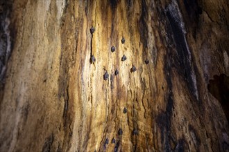 Bats hanging inside a hollow tree, tropical rainforest, Corcovado National Park, Osa Peninsula,