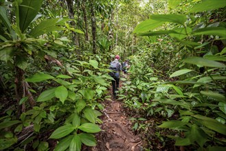 Young man on a hiking trail in the rainforest, tourist hiking in the tropical rainforest through