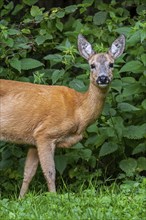 European roe deer (Capreolus capreolus) female, doe close-up portrait in meadow in front of