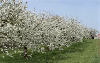 Flowering cherry trees (Prunus avium), Franconia, Bavaria, Germany, Europe