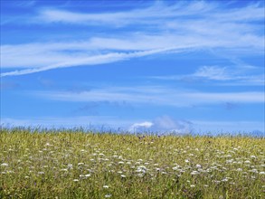 Meadow with white flowers and sky with clouds at summer, Dorset, England, United Kingdom, Europe