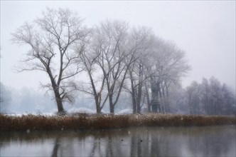 Beautiful Bare Trees in a Foggy and Snowy Winter on the Waterfront to Lake Maggiore in Locarno,