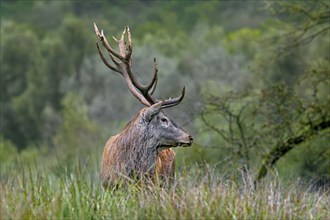 Red deer (Cervus elaphus) stag with big antlers in grassland at edge of forest during the rutting