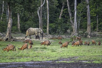 Forest elephant (Loxodonta cyclotis) and bongo antelope (Tragelaphus eurycerus) in the Dzanga Bai