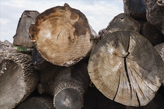 Close-up of pile of large cut and stacked logs some stripped of their bark in woodyard in summer,