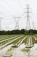 Young vegetable crops protected by plastic sheeting growing in agricultural field flooded and