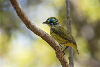 Bird, Mallet Asity (Philipitta schlegeli) in the dry forests of the Tsingy de Bemaraha National