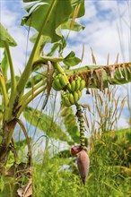 Banana tree with fruit, banana, tree fruit, plantation, crop, agriculture, agriculture, tropics,