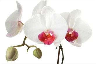 A single white orchid, close-up, studio