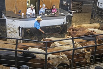 Oklahoma City, Oklahoma, Cattle are auctioned at the Oklahoma National Stockyards. Since it was