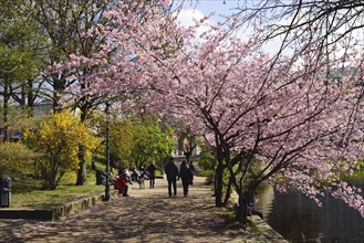 Europe, Germany, Hamburg, City, Inner Alster Lake, Tree blossom, Lunch break at the Alster