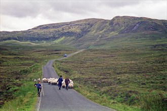 Sheep on the road, farmer, farmer's sons, boy, child, bicycle, County Donegal, Republic of Ireland,