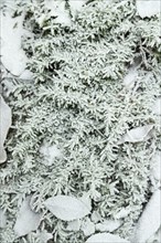 Fern leaves and grass covered with hoarfrost. Abstract floral background, garden and winter concept