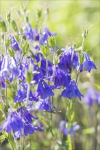 Blooming purple and blue columbine in the garden