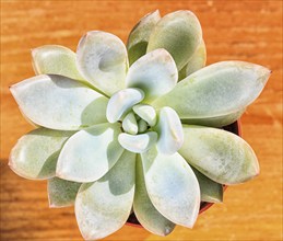 Beautiful little plant, succulent in a small flower pot. on the wooden background