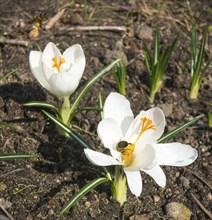 Crocuses blooming in the botanical garden in spring