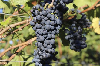 Close-up of blue grapes on vines in the Palatinate