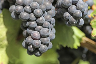 Close-up of ripe blue-green grapes near Meckenheim, Palatinate