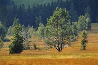 Old pine and spruce trees in the Rothenthurm upland moor. Canton Schwyz, Switzerland, Europe