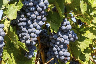 Close-up of ripe blue-green grapes