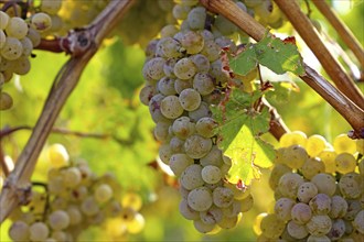 Close-up of white grapes on vines in the Palatinate