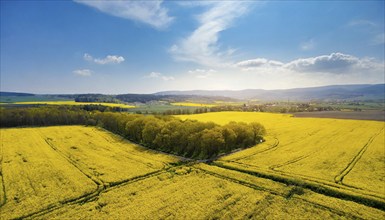 Agriculture, rape field, in full bloom, yellow, aerial view, AI generated, AI generated