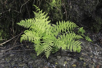 Lady fern (Athyrium filix-femina), by the water, North Rhine-Westphalia, Germany, Europe