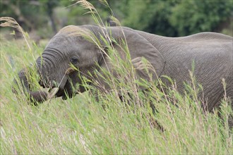 African bush elephant (Loxodonta africana), adult male feeding on reeds in the bed of the Olifants