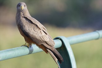 Yellow-billed kite (Milvus aegyptius, adult bird looking at camera, sitting on the guardrail of the