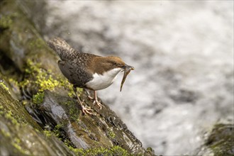 White-throated Dipper (Cinclus cinclus), at a torrent with prey in its beak, Rhineland-Palatinate,