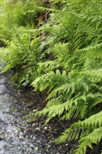 Lady fern (Athyrium filix-femina), by the water, North Rhine-Westphalia, Germany, Europe