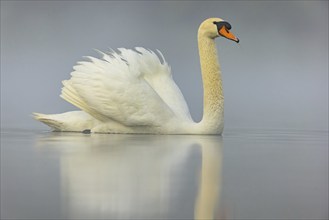 Mute swan, (Cygnus olor), romantic morning mood, Wagbachniederung, Wagh‰usl, Baden-Württemberg,