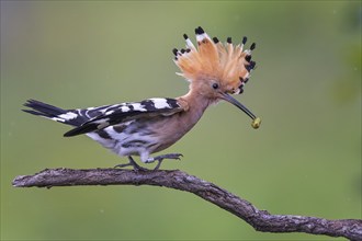 Hoopoe (Upupa epops) Bird of the Year 2022, with caterpillar as prey, erected bonnet, sunrise,