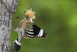 Hoopoe, (Upupa epops, approaching the breeding den, feeding juvenile, family Hoopoes, formerly